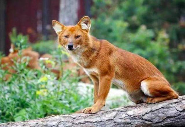农村里传说种的动物扒狗子其实就是已经消失的豺