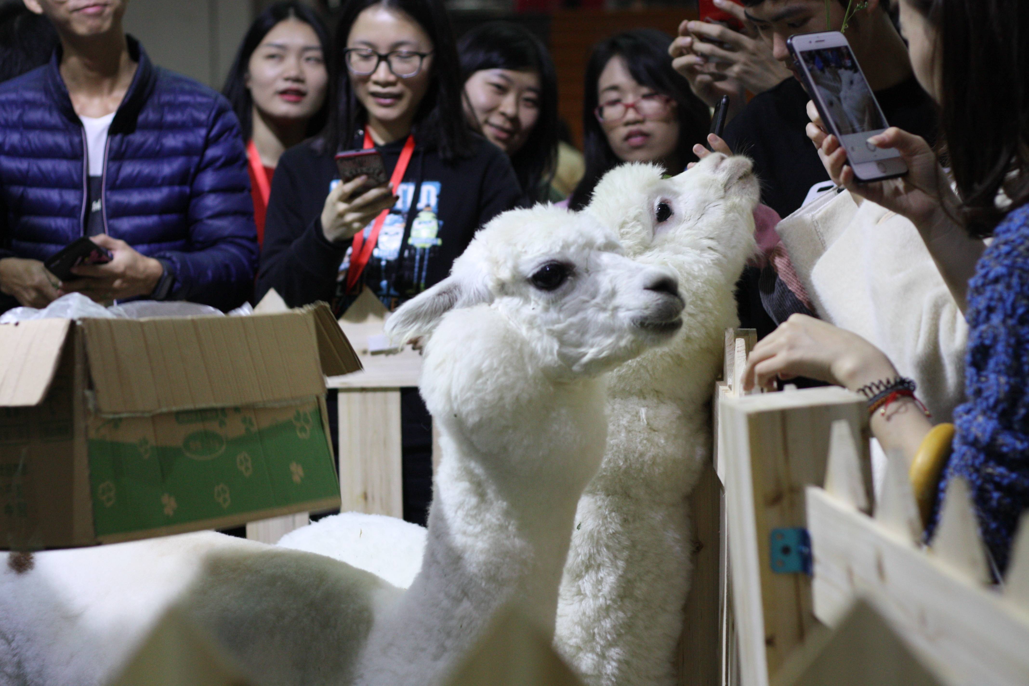 异类萌宠成网红,年轻人为个性买单,2021cpf宠物展又有哪些新亮点?