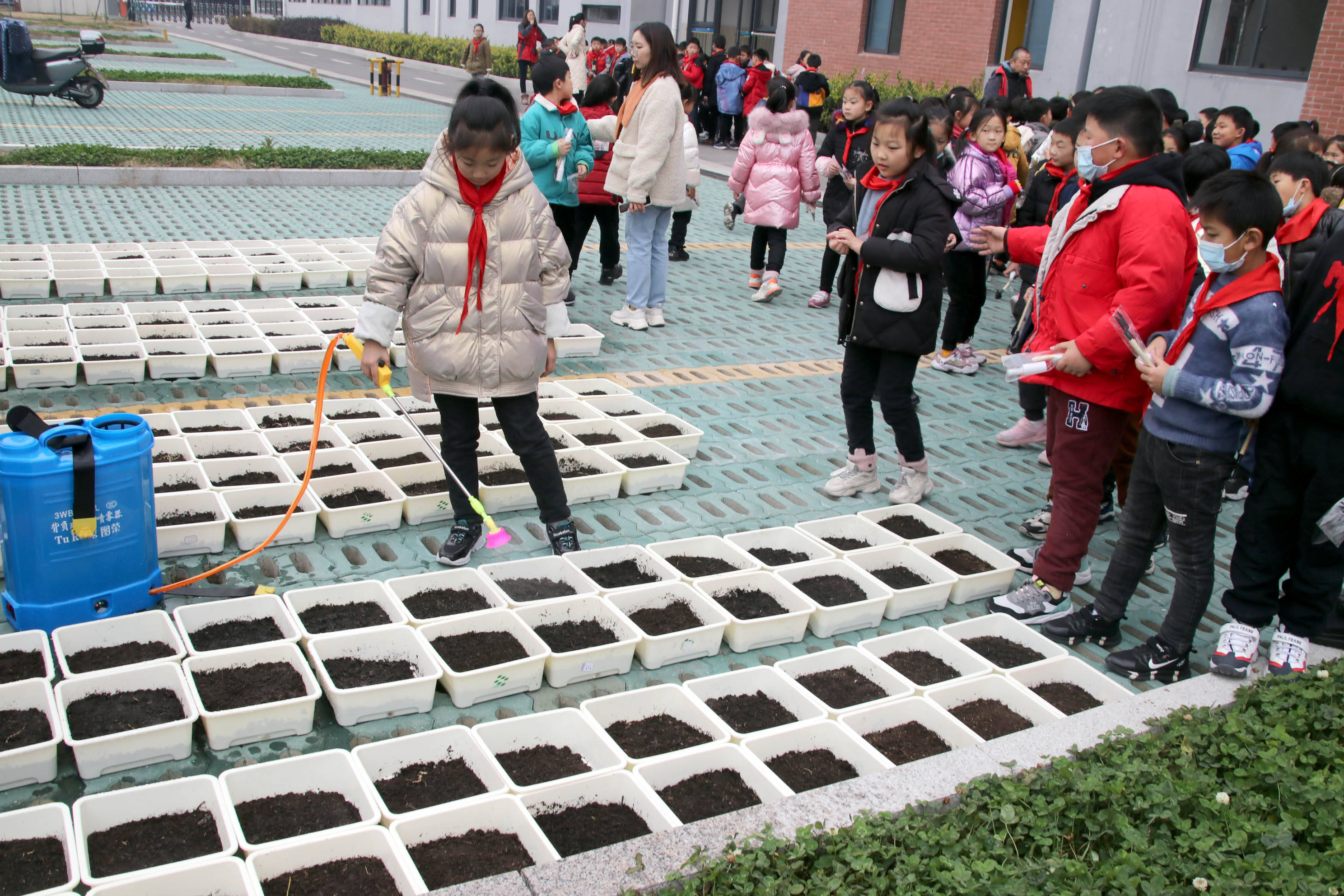 苏州市吴中区碧波实验小学枫津路校区近400名小学生一起种植绿色蔬菜