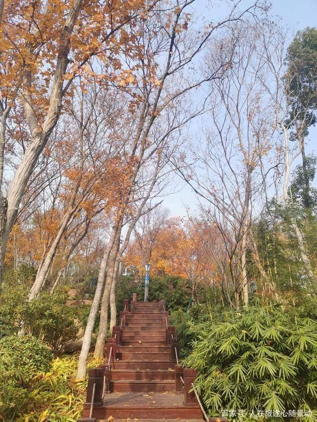 南京江宁竹山公园美爆的免费赏枫景点地处闹市却鲜为人知