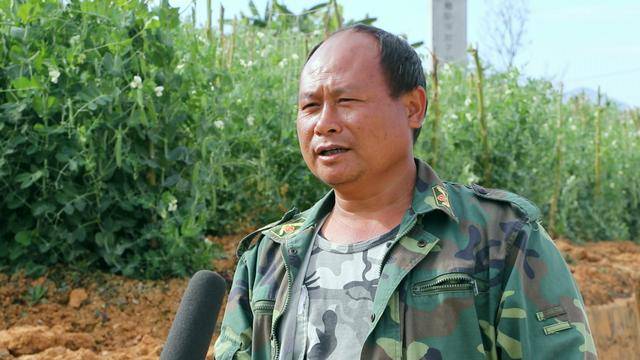 保山施甸:鲜豌豆走俏市场,农户收入不菲_施甸县