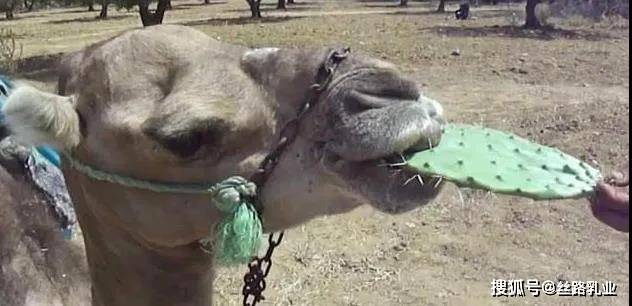 骆驼饿了什么都敢吃?!吃仙人掌嘴巴不会受伤吗?