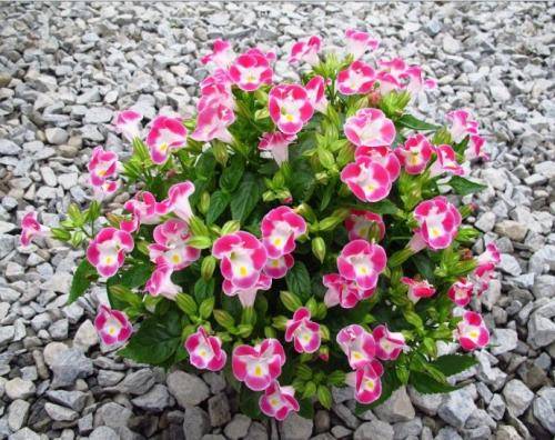 5种耐阴花,家里采光不好也能开花,花期超长,值得拥有!_花卉