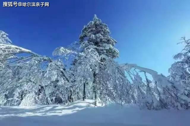 [2021哈尔滨亲子网冬令营②]凤凰山亲子营,见冰雪奇观,纵览冰雪凤凰~