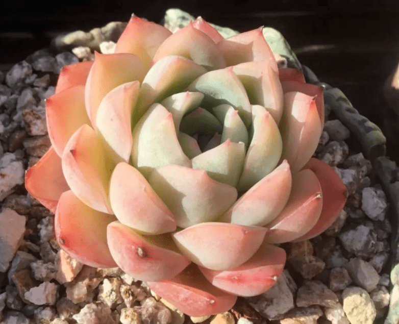 如何把白月影养出状态都说养好了美如玉养不好青菜不如