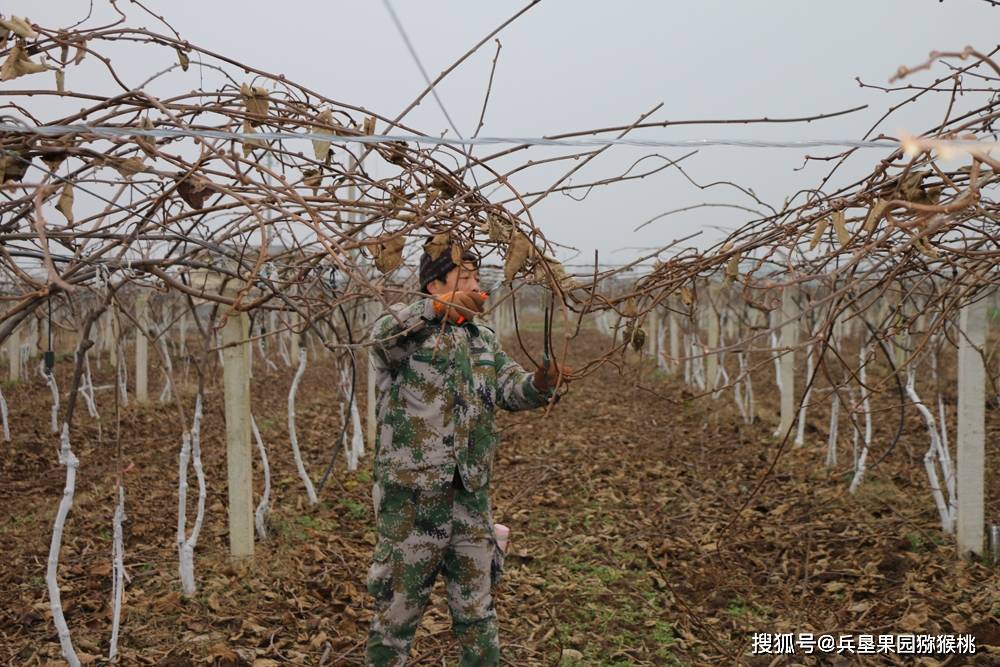 武功獼猴桃 兵墾果園基地是如何進行正確冬季修剪法則