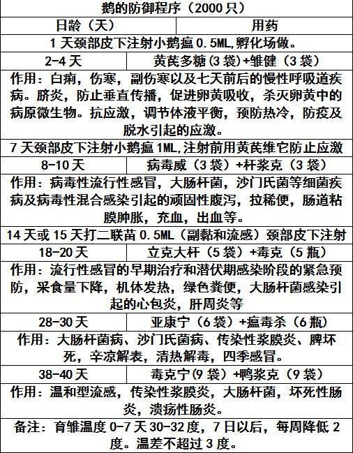 小鹅育雏期间最全面的预防程序该怎么做?鹅群防疫的方法
