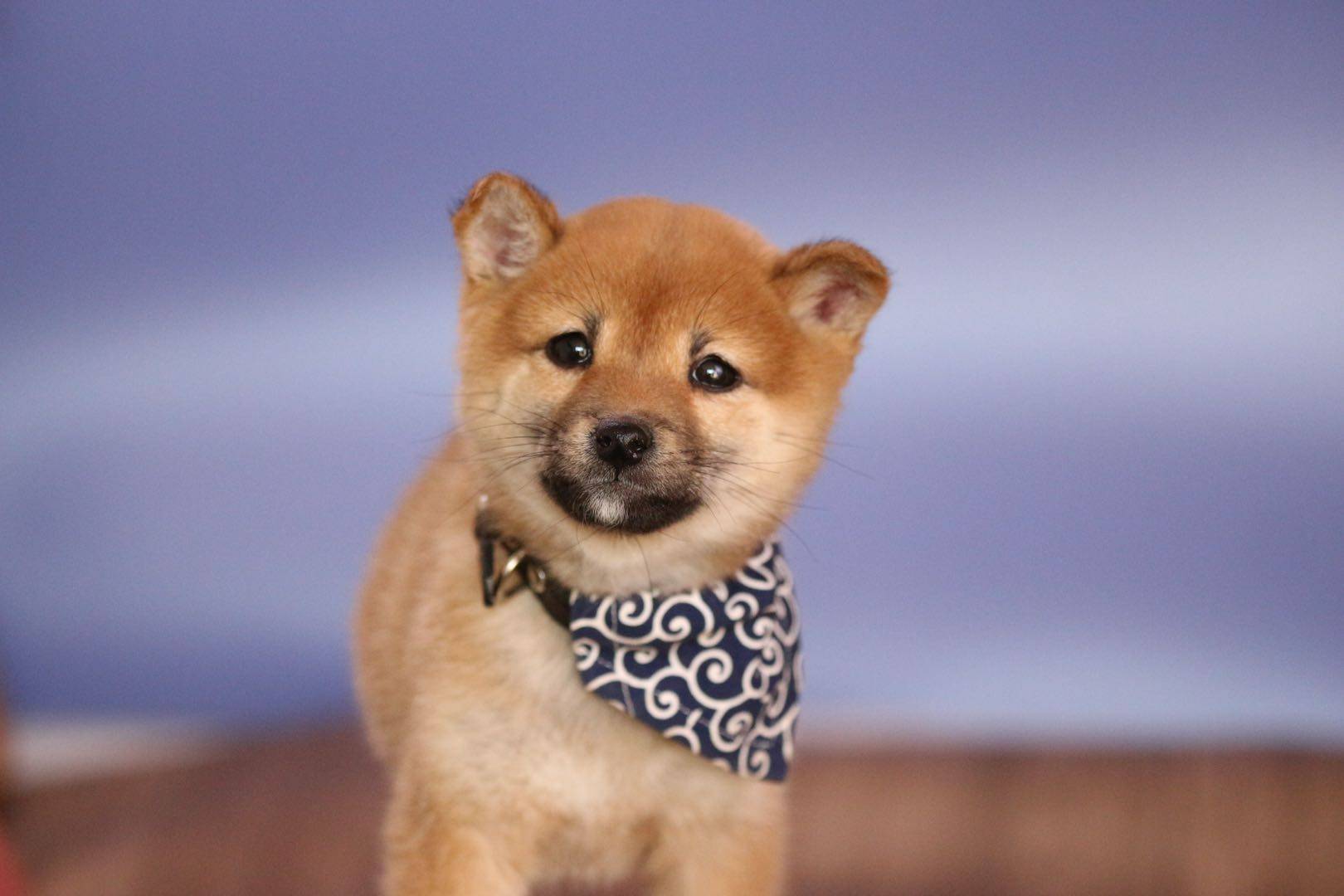 5g时代下的柴犬为什么这么火爆