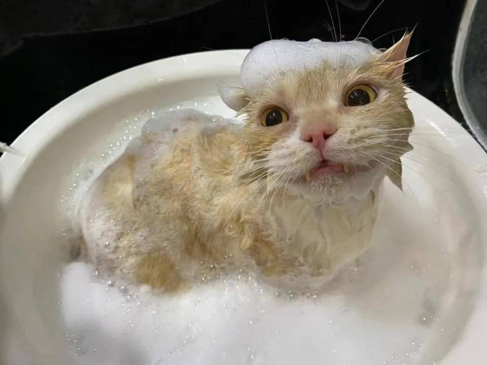 带猫去宠物店洗澡,没想到却害死了它…