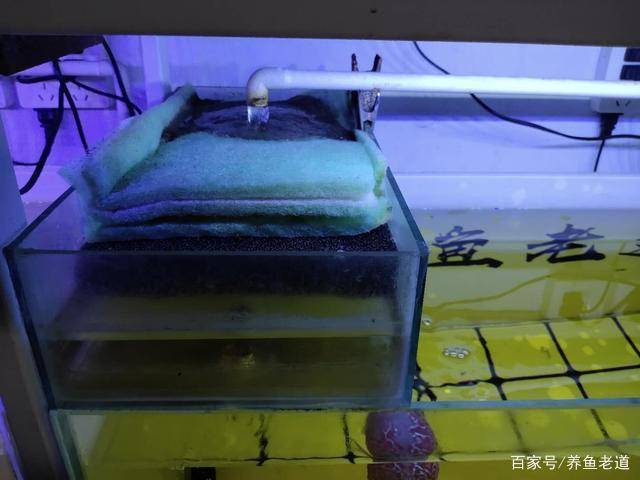 為了殺死蛋白蟲,隨便下藥毀掉了一缸觀賞魚_魚缸