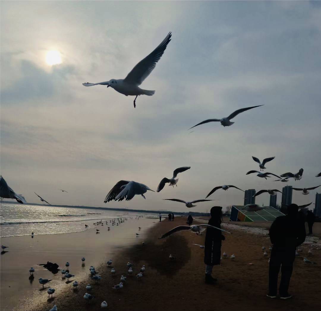 冬日海边观鸟