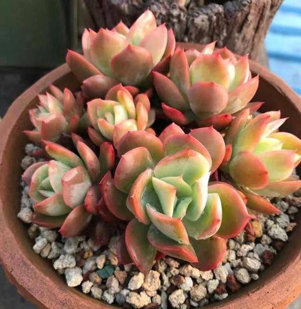 露天盆栽多肉:该不该避雨?淋雨该如何善后?答案在这里_植物