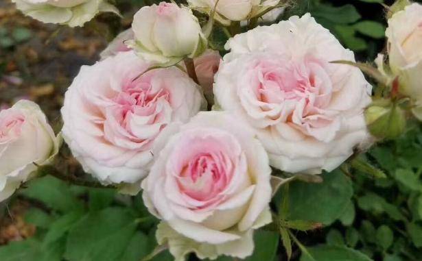 原创月季灌小伊法国园艺大师的心血花朵中间色深四周浅