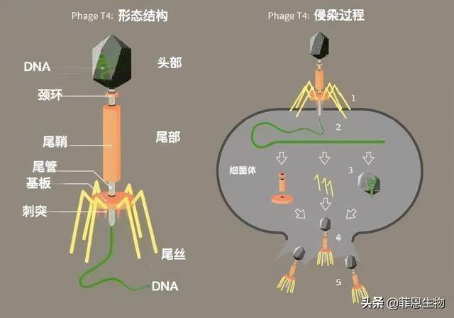 噬菌体 示意图图片