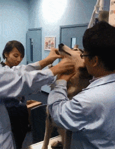 搞笑gif段子1妹子的这个吸力有点吓人