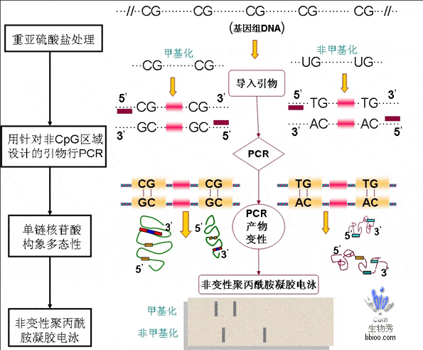 基因甲基化检测方法有哪些