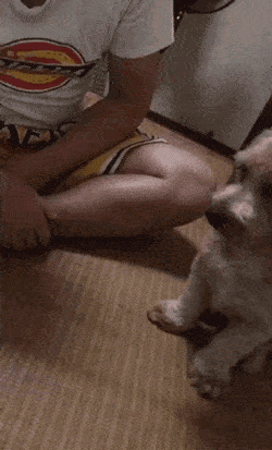 搞笑gif段子:6,饿的睡不着,困的吃不下,人生太艰难了_手机搜狐网