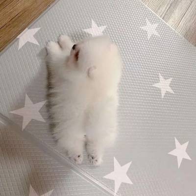 2021治愈系的萌宠很可爱微信头像