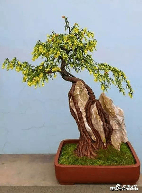 金雀盆景赏析