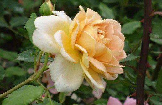 花期最长的4款花,天天有花开,对待新手很友好