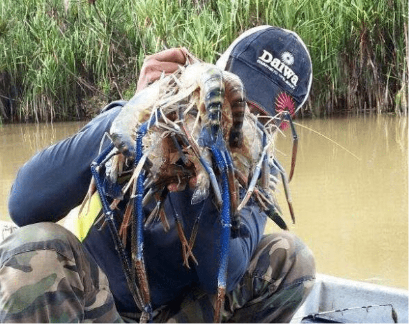 湄公河的鱼虾成群，一只虾重达1斤，游客：担心一次吃不完