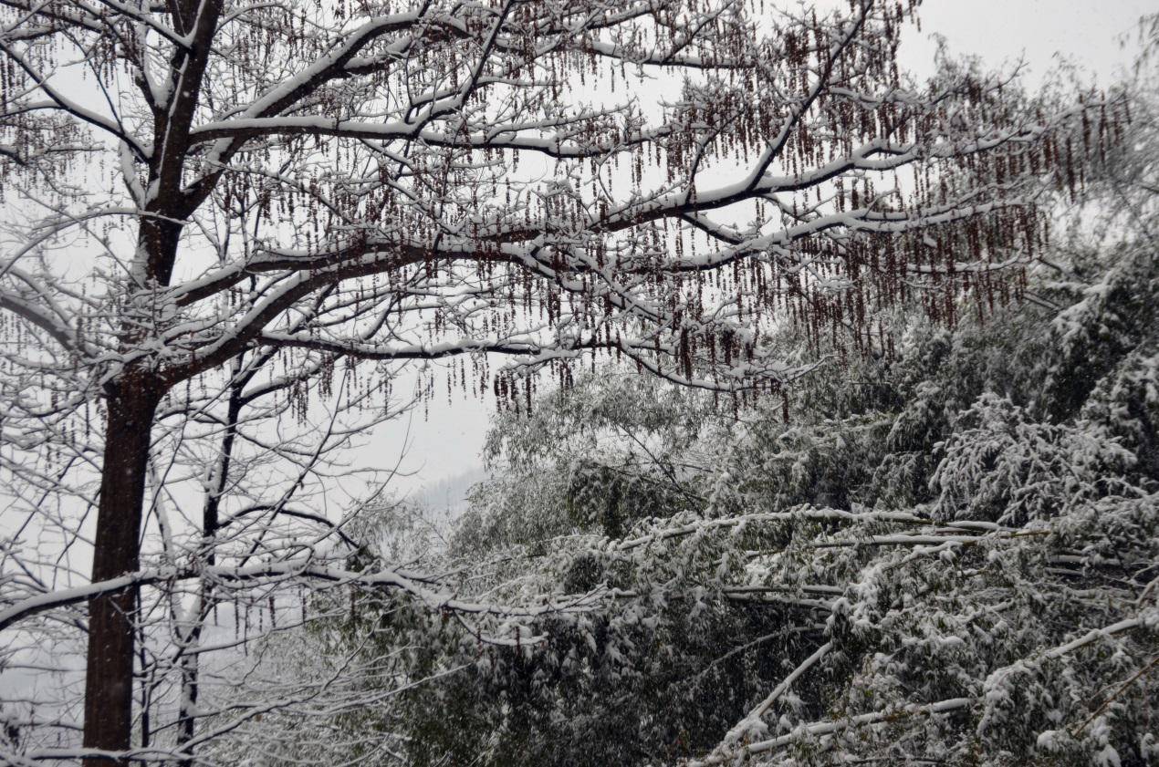 洛陽王府竹海的雪景,極度治癒心靈的絕美風景,養眼又養心_竹林