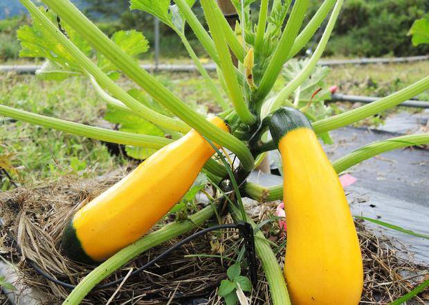 只要一说到西葫芦(又称栉瓜或角瓜)我便回忆起儿时奶奶给我用它做的