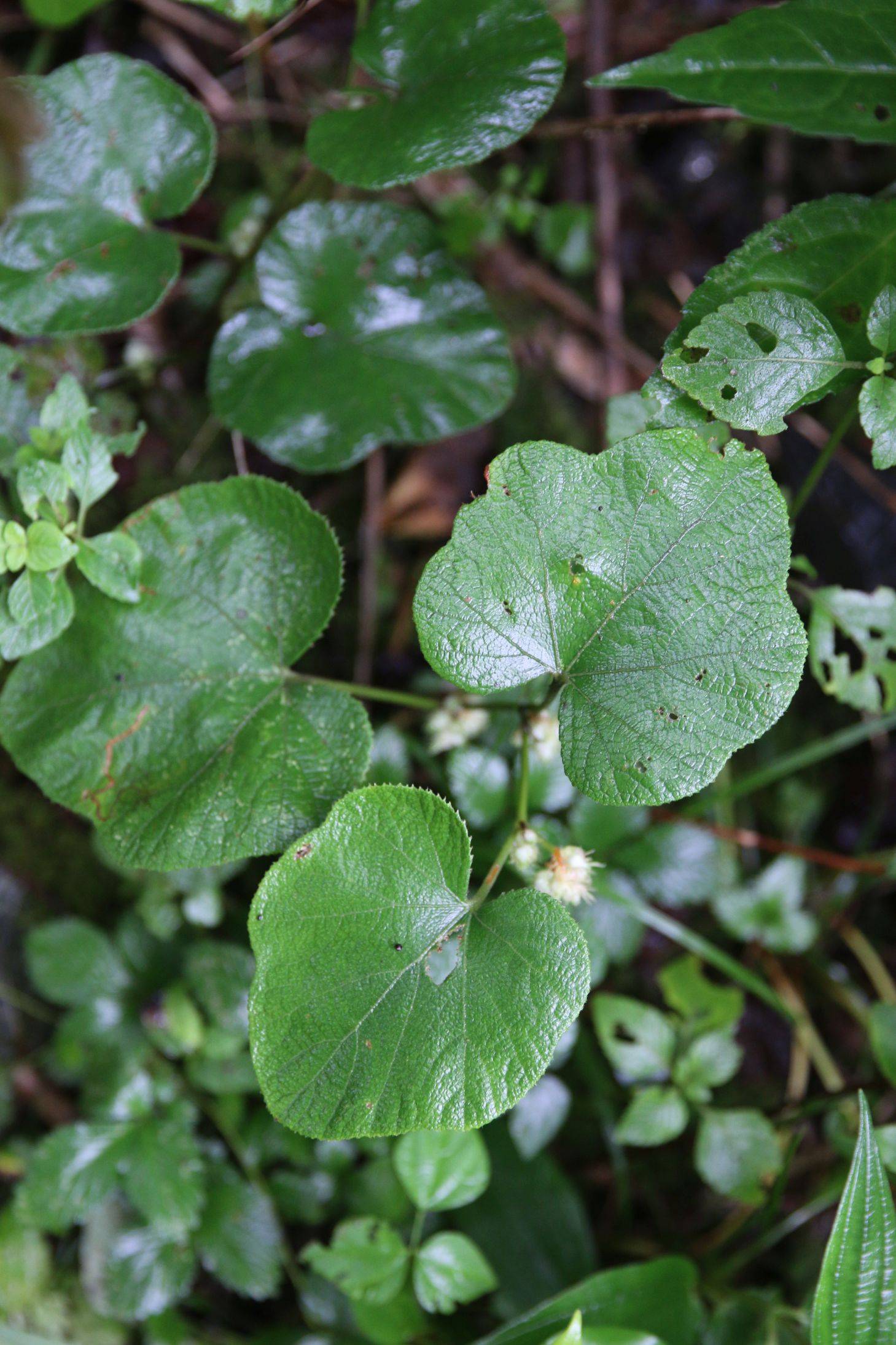 庆元植物1367-蔷薇科-悬钩子属-灰毛泡