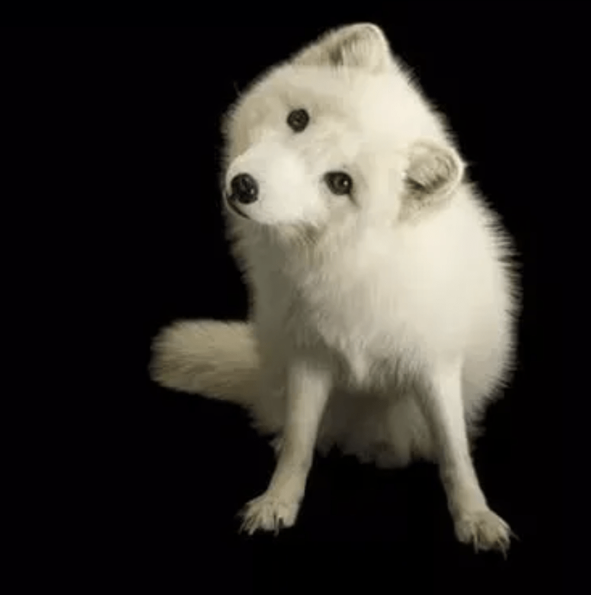 狗狗为什么总是歪着脑袋,难道仅仅是为了卖萌吗?