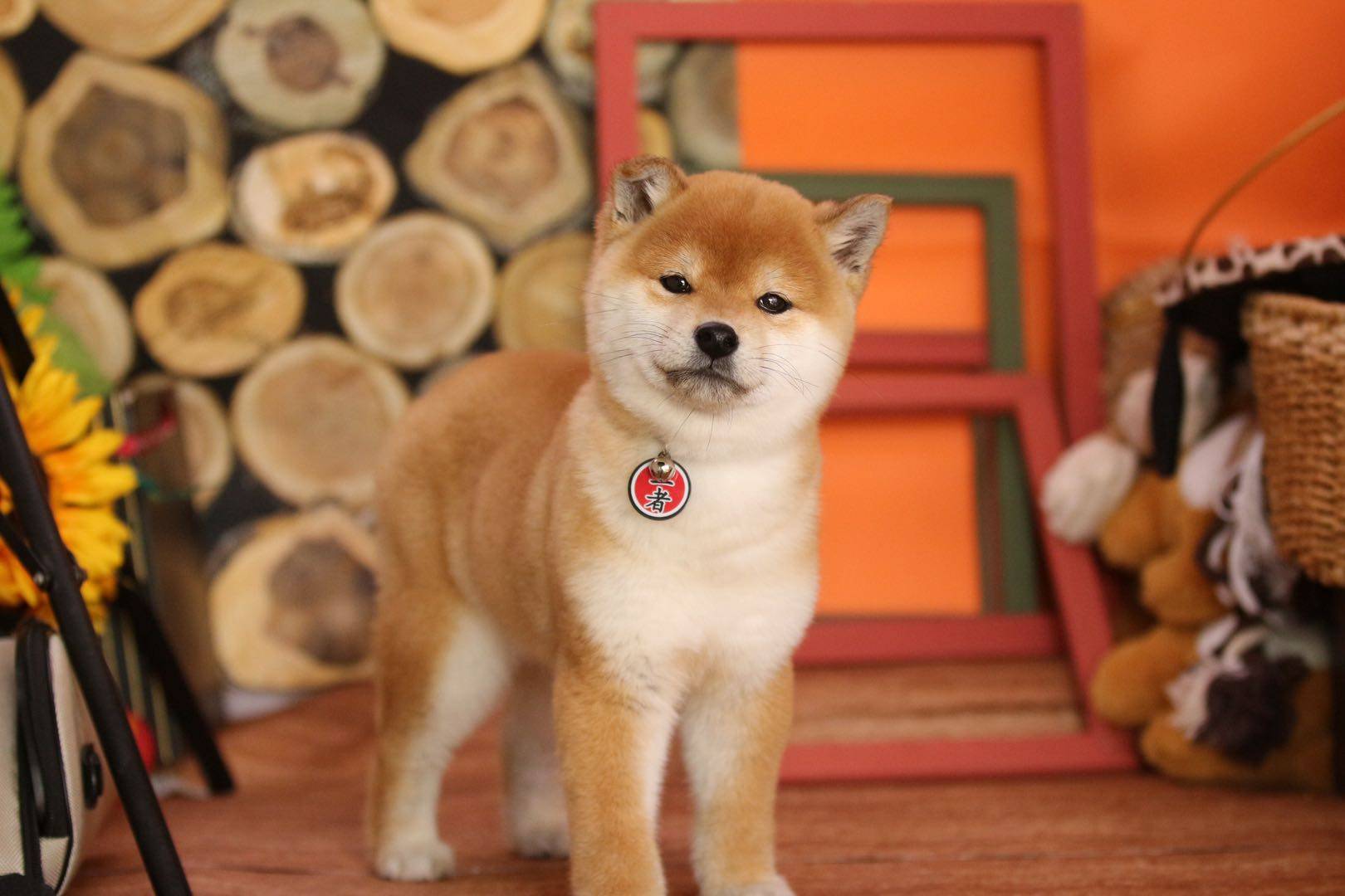 柴犬哪里买最有保证柴犬的购买渠道分享