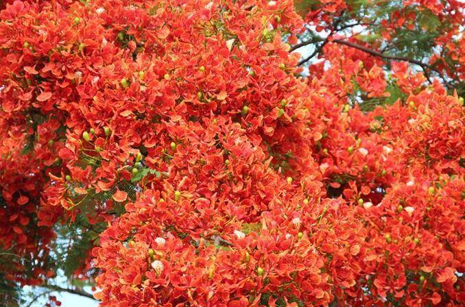 鳳凰花是紅色的花朵,看起來十分的鮮豔,就像是火一樣_時候