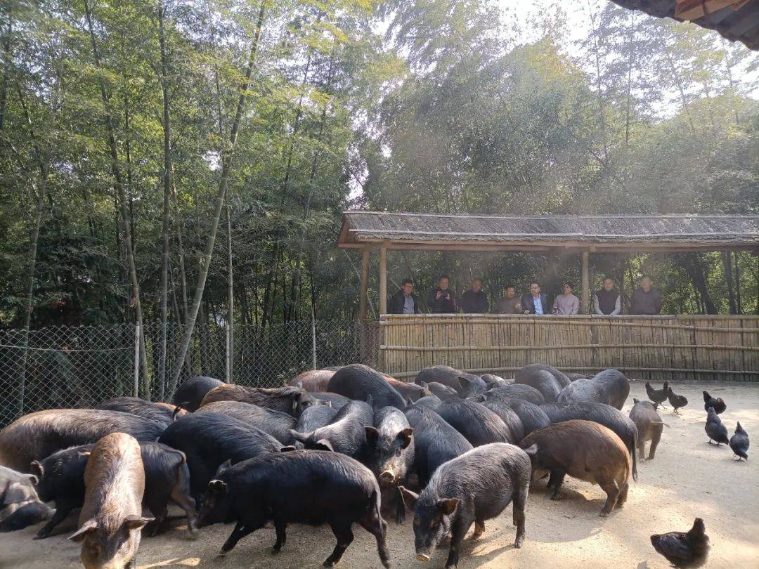 澳门郴州联谊会会长李红考察莽山黑豚