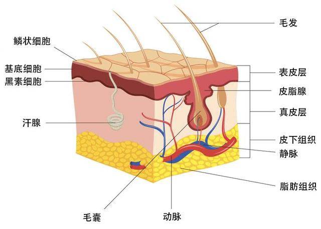 皮肤真皮层结构图图片