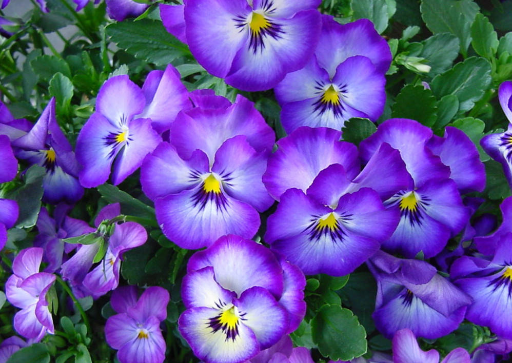 萨瑟金是寓意着思念的花,就像是一张猫脸一样,很是可爱_三色堇