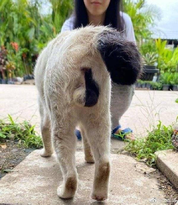 阴阳人,不,是阴阳狗