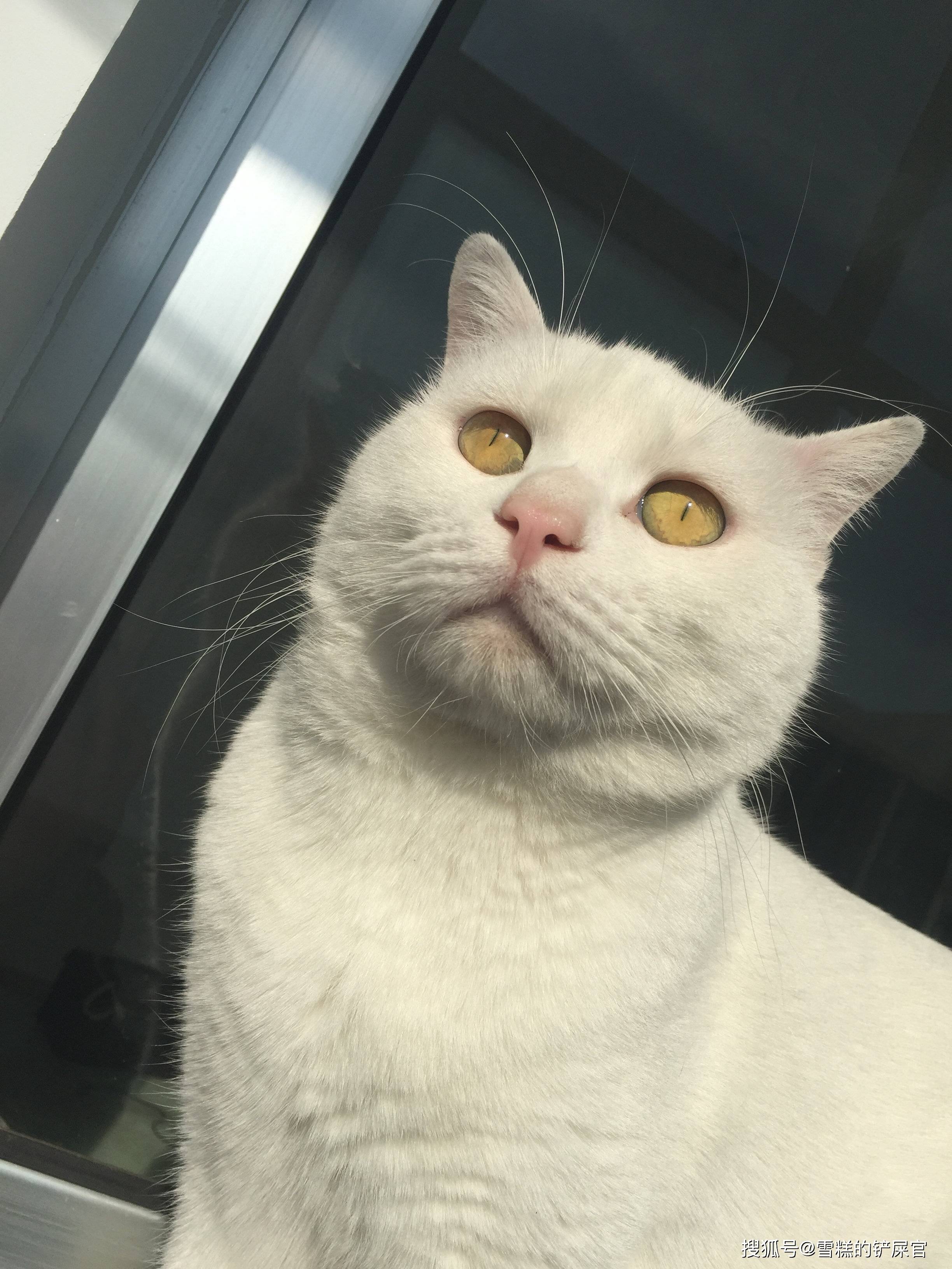 土猫可以当成宠物饲养吗来看看网友们是怎么回答的