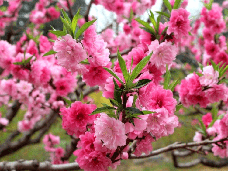 增强桃花运图片图片