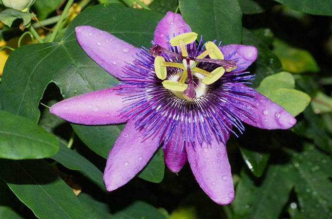 西番莲白天的女儿森林和草地中最美的花朵