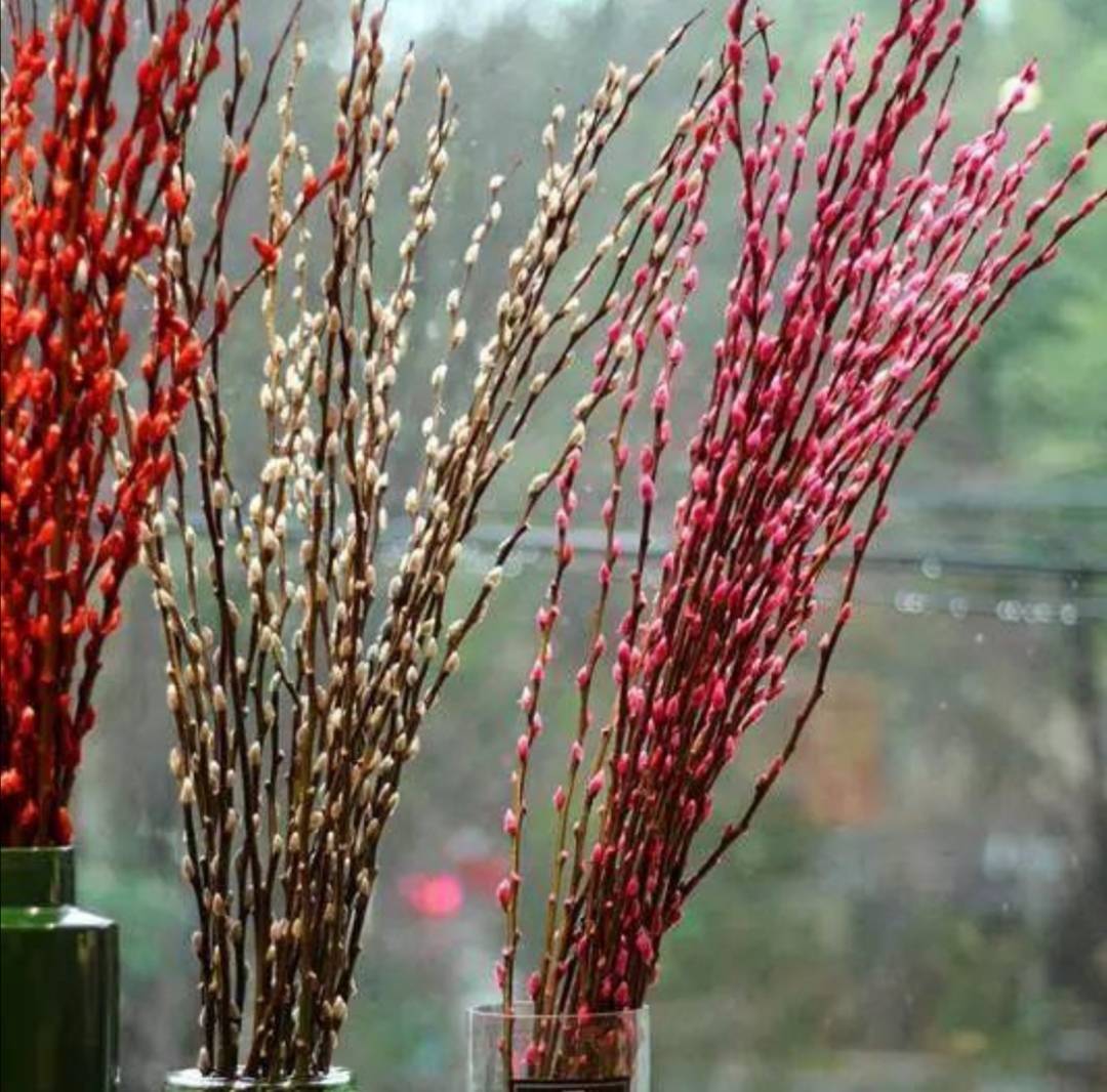 春节快要到了,家里养瓶银柳,开花200天,漂亮又喜庆