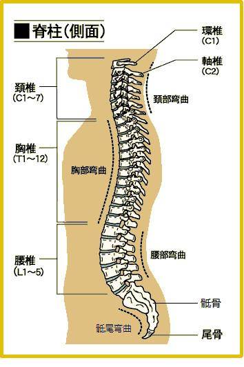腰椎l1l2l3具体位置图图片