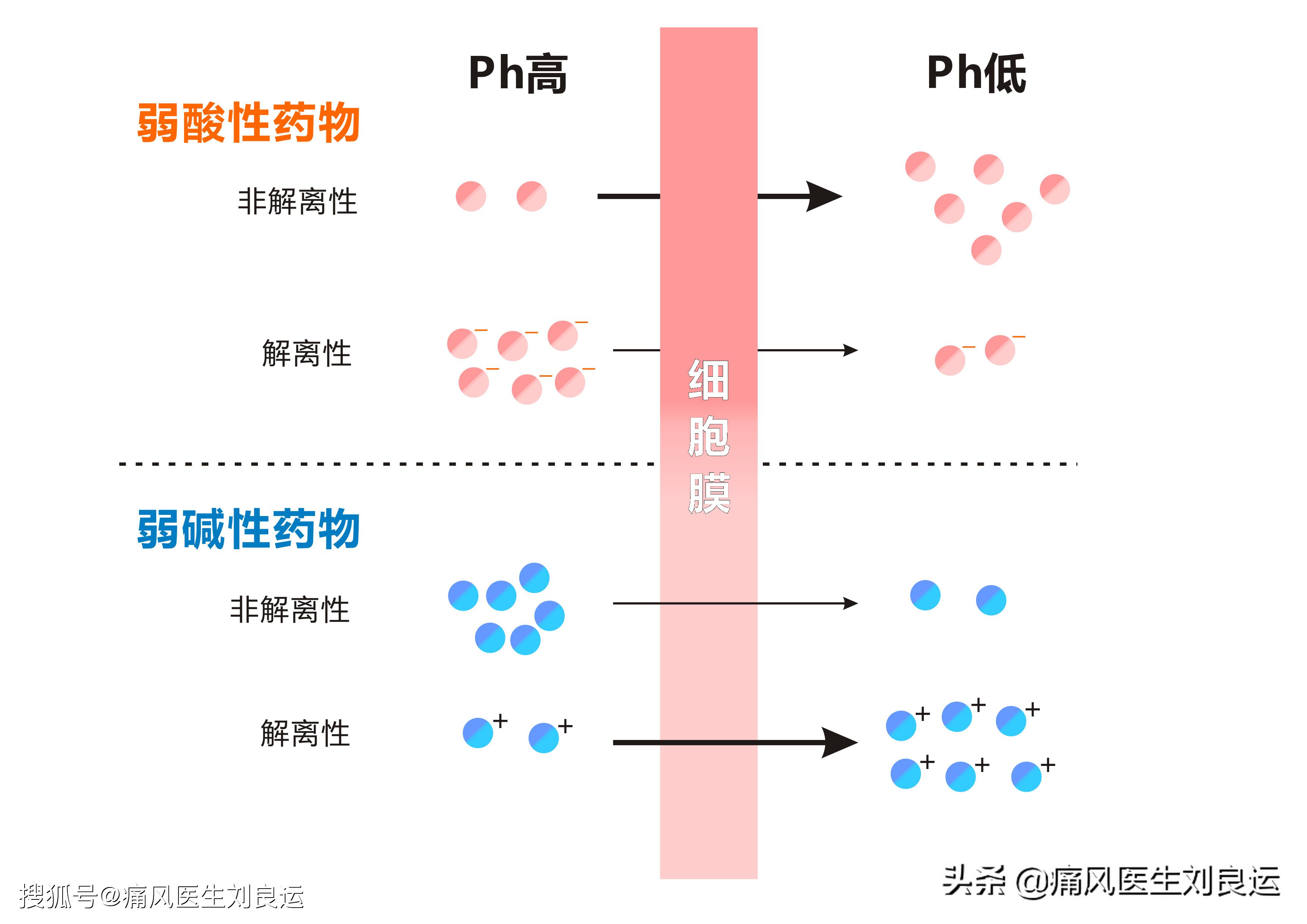 尿酸鹽離子不容易轉化為非離子型尿酸碳酸氫鈉(小蘇打)能不能治痛風呢