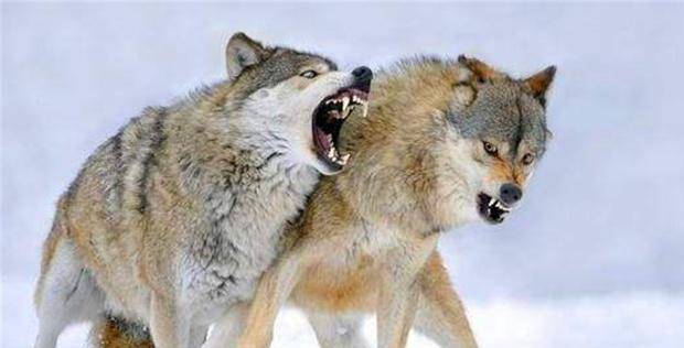 俗语: "狼走千里吃肉", 男人要想干大事, 要具备5点"狼性"