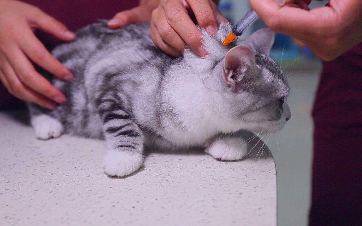 猫口炎可以打疫苗吗