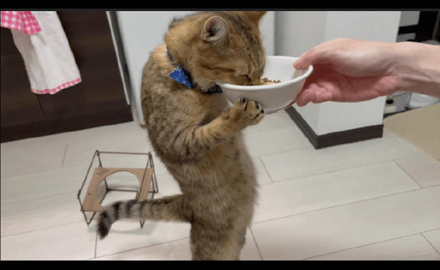 原创猫咪像个人一样站起来吃饭前爪还捧着碗是要成精了吗
