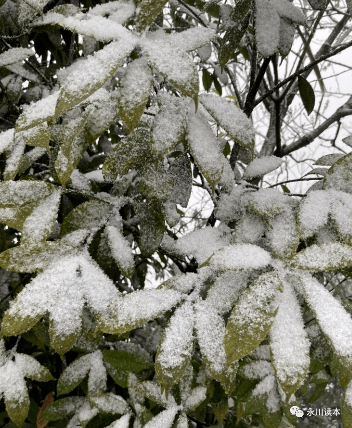下雪了!永川下雪了!