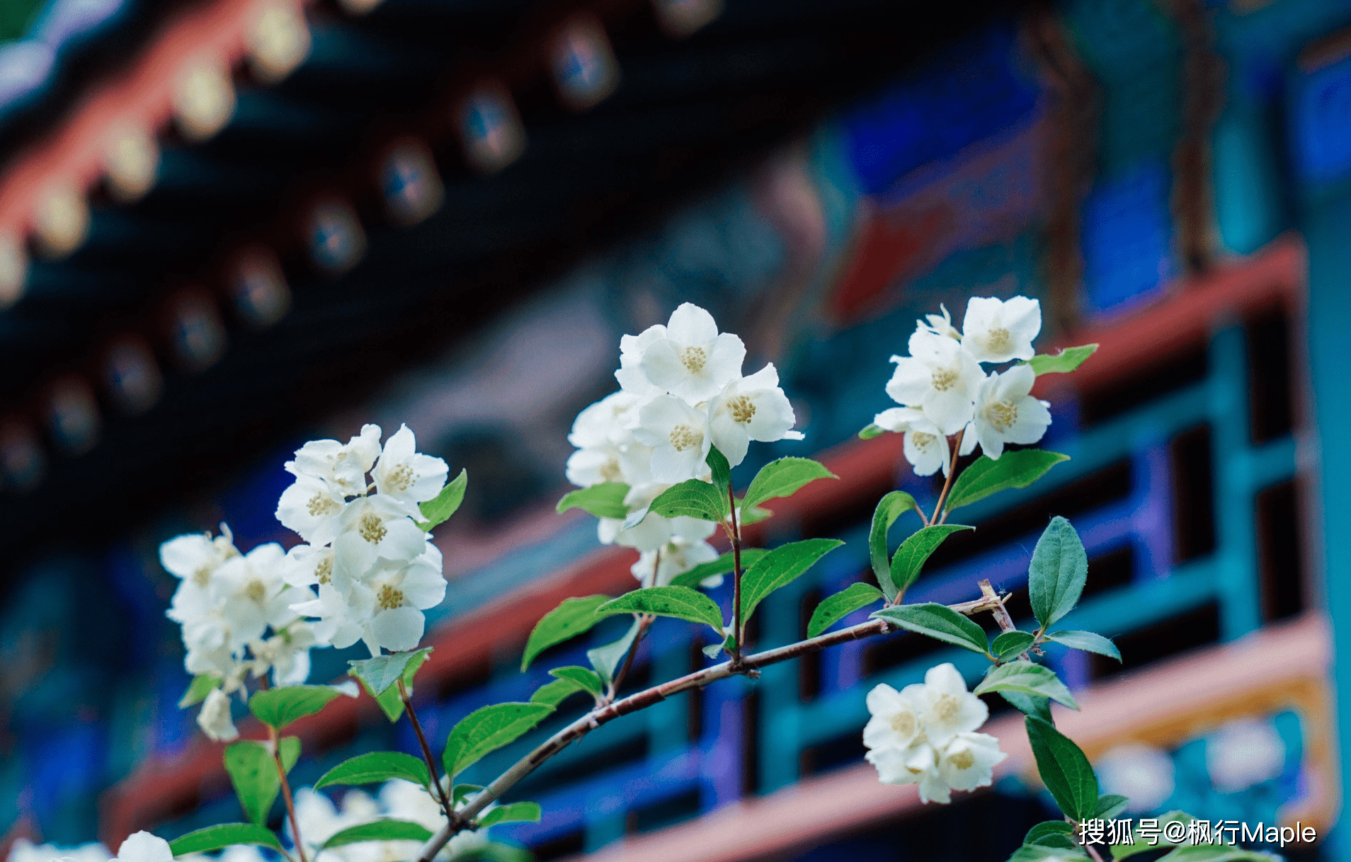 位於神武門內的御花園,在古時候可是種滿奇花異草,也是最近幾年,非常