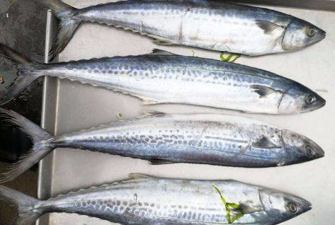 第五种:鲅鱼鲅鱼又叫做蓝点马鲛,它的肉很厚实,肉质很有弹性,刺少肉质