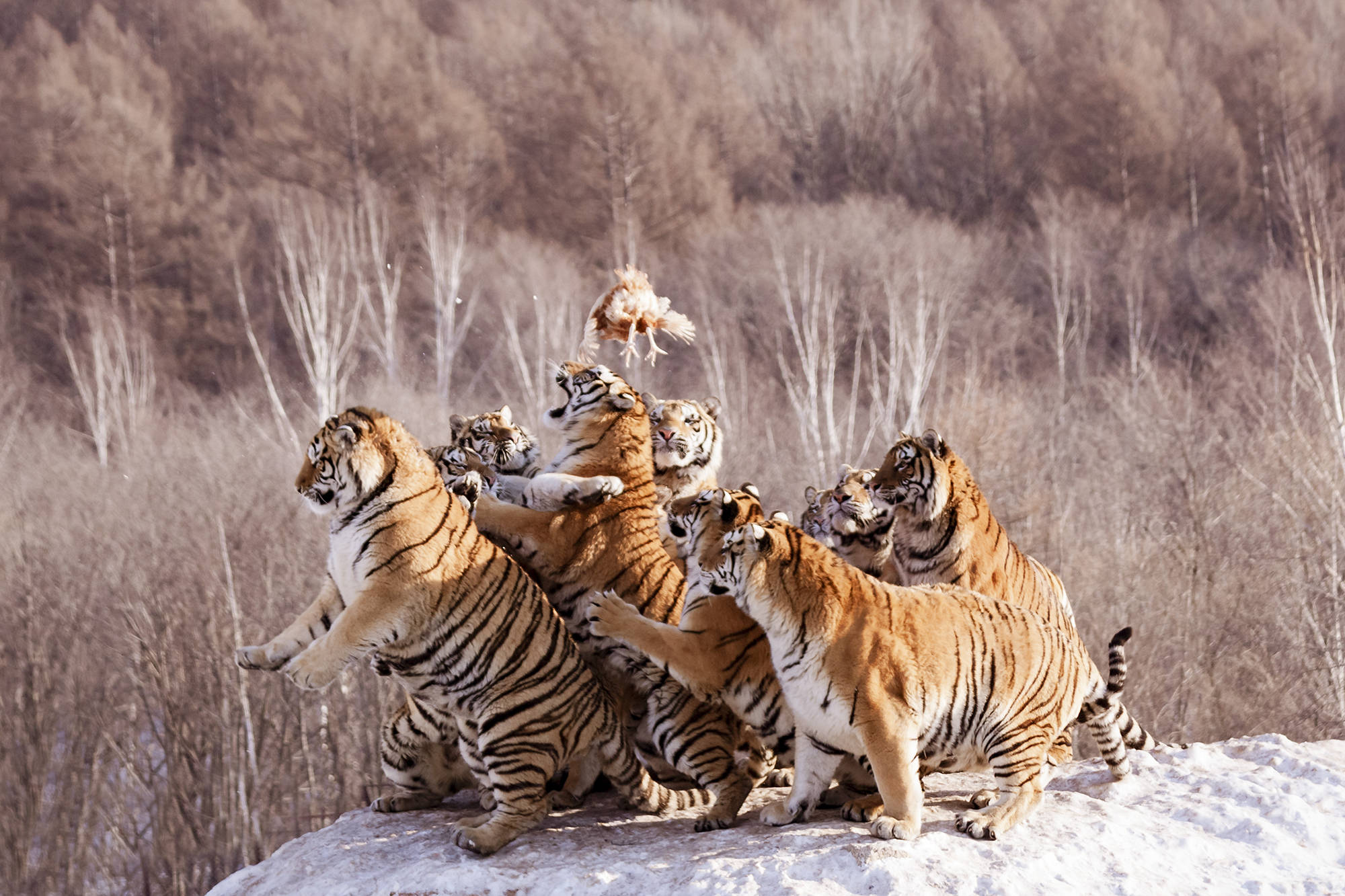 助力“王者归来”:东北虎豹国家公园获批-搜狐
