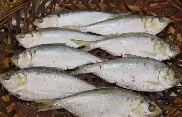 潮汕地区的鲤鱼在农历二三月便开始产卵,产完卵后便开始吃食恢复产卵