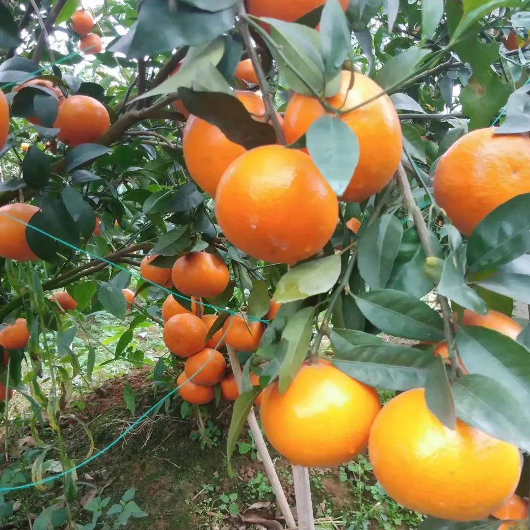 沃柑种植效益(沃柑种植注意事项)